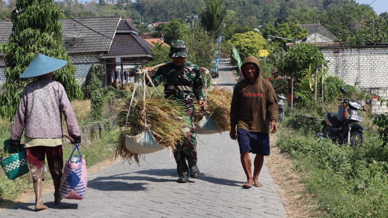 Kehangatan Sosial: Anggota Satgas TMMD ke 129 Bantu Panen Warga Desa Tlemang