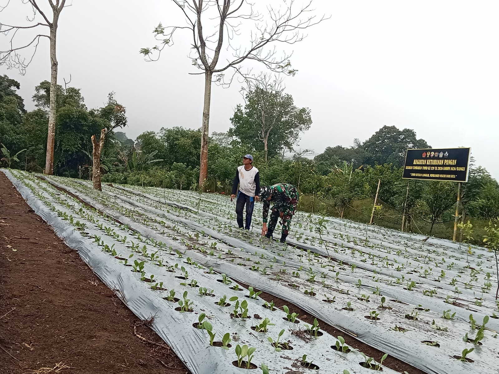 Kolaborasi Satgas TMMD dan Masyarakat dalam Merawat Kebun Pakcoy di Sekardadi